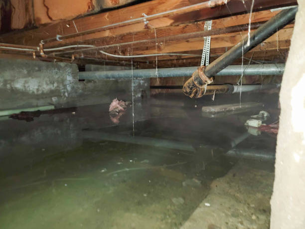 Best Sewage cleanup and water damage restoration  in St Michael, MN