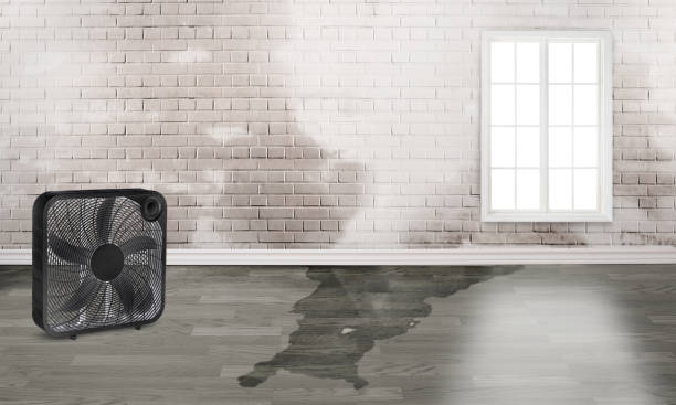 Best Water damage restoration near me  in St Michael, MN